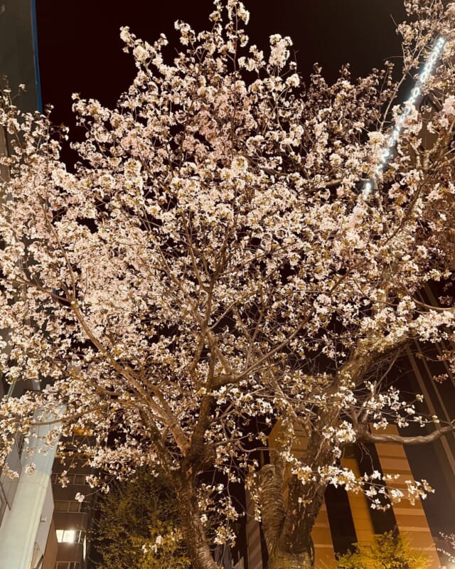 仕事の帰り道🌸
いつもと違う道から帰ったらきれいな桜発見したよ☺️  今日も1日お疲れ様でした♡  #チャットレディ #ライバー女子 #日払い #お金の稼ぎ方 #夜桜